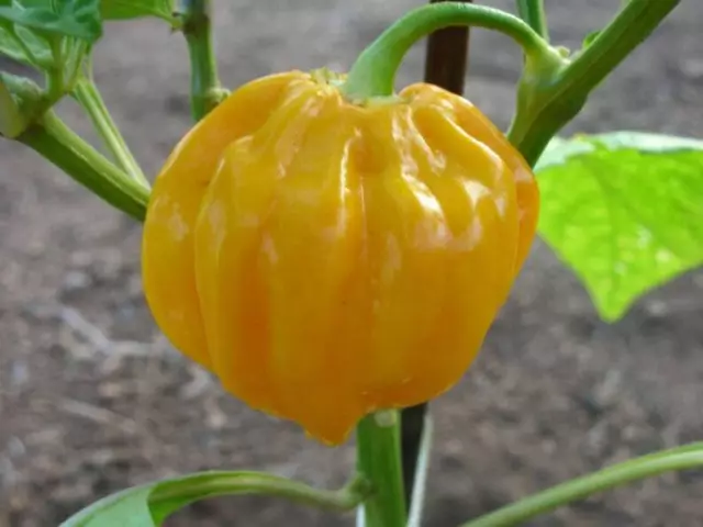 Habanero Antilles jaune, 10 graines de poivre à planter