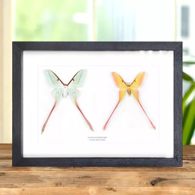 Male & Female Chinese Moon Taxidermy Moth Frame (Actias dubernardi)