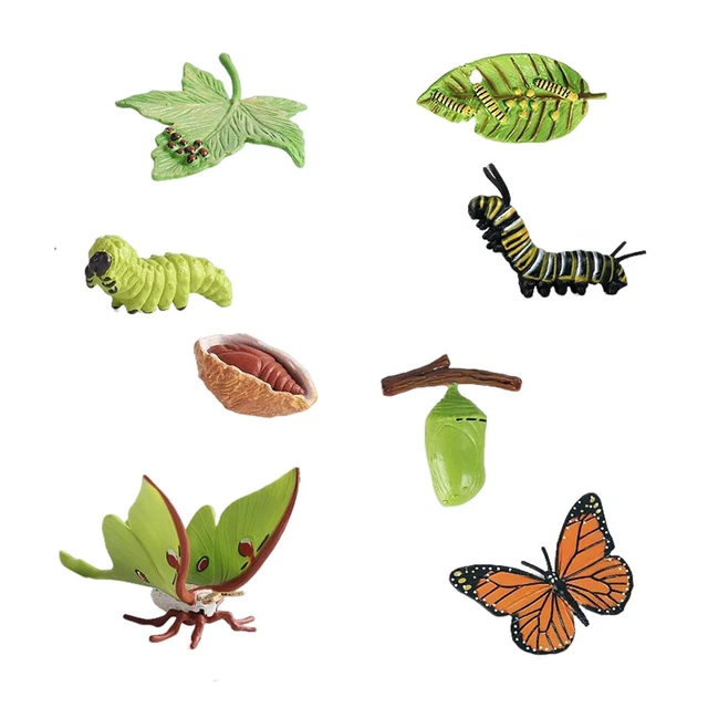 MONTESSORI BUTTERFLY MOTH Life Cycle Model 4 Stages of Butterfly & Moth ...