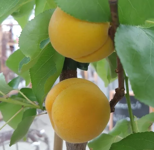 Aprikose `Goldrich´, winterharter Baum, Prunus armeniaca, 120-140cm im Topf