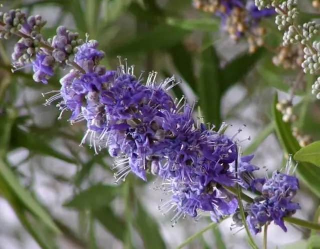 3 Semillas Vitex, Eje A Pimienta, Sauzgatillo, Sauzgatillo de Los Monjes