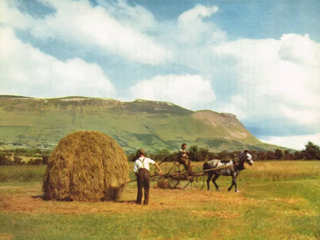 Harvesting County Sligo Ireland Vintage Picture Colour Print 1957 IIC#105