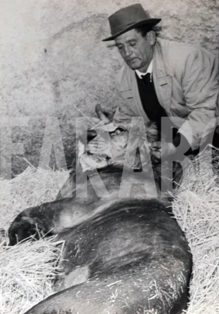 Foto vintage de archivio Animales, Leone En Agonia, Palermo, 1959 , impresión