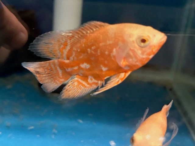 Super red Longfin tiger Oscar 2.25" in length live tropical fish