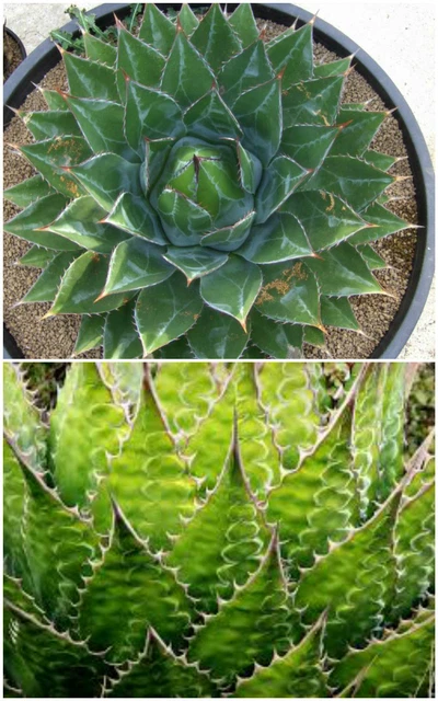 Semi Di Crescione HAWORTHIA Mix Sotnes RARA Di Vita Pianta Di Cactus Esotici Succulente Semi Fiori Perenni Giardino