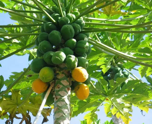 Hawaiian Papaya Fruit Seeds - 1 Pack - Direct from Hawaii - Free Shipping