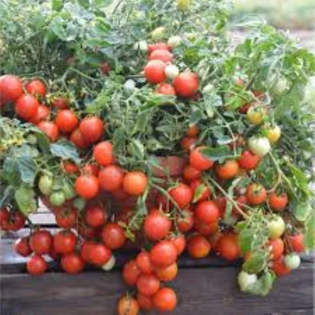Dwarf Red Heart Tomate - Tomato 10+ Samen - Saatgut - Seeds - Gemüsesamen P 299