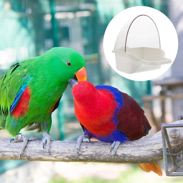 Spazzole Pulizia 20 Spazzoline Per Pulizia Mangiatoie Colibrì - Ideali