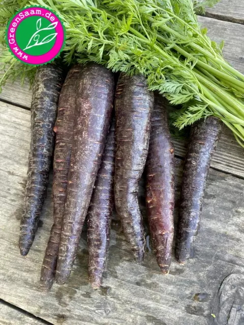 Violette Möhre 🥕 Schwarze Spanische  ☀️ 200+ Samen Urmöhre Karotten