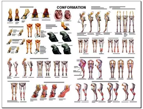 Equine Conformation Anatomy Chart #2  LFA #2537 Horse
