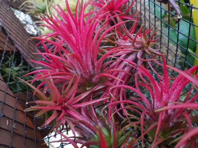 Tillandsia ionantha