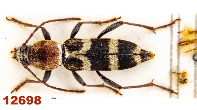 Cerambycidae: Chlorophorus trifasciatus  A1, 10 mm, Mounted, 1 pc