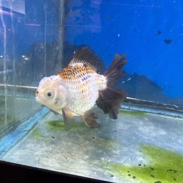 Thai Panda Oranda Goldfish | Thai Panda Oranda | Kaiju Goldfish USA