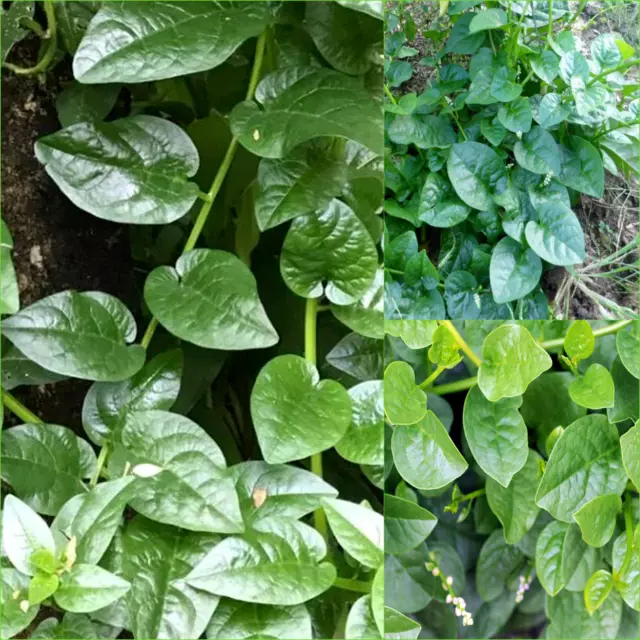 SPINACH CEYLON MALABAR GREEN 15 Seeds GROW Bulk VEGETABLES Garden