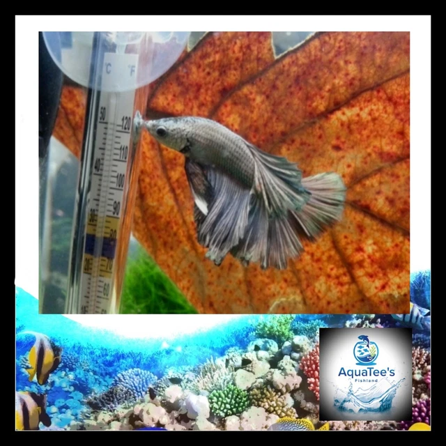 AquaTee's 70 Indian Almond Leaves Terminalia Catappa Shrimp Fish Aquarium tank