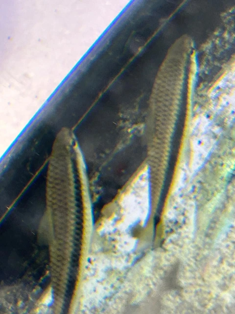 siamese lagae eater XL