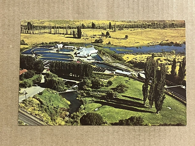 Postcard Idaho ID Buhl Snake River Trout Ranch Farm Aerial View Vintage PC