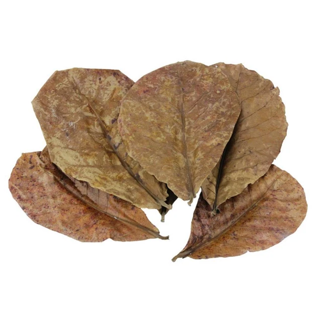 Indian Almond Catappa Leaves Fish Aquarium Improve Quality FAST Water Q0I3