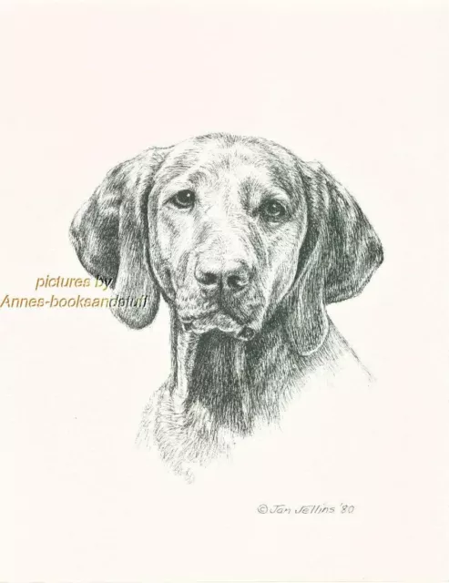 #262 VIZSLA portrait  dog art print * Pen and ink drawing * Jan Jellins