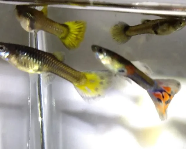 Summer Pond live fish for sale Guppies 10 for $30 free shipping