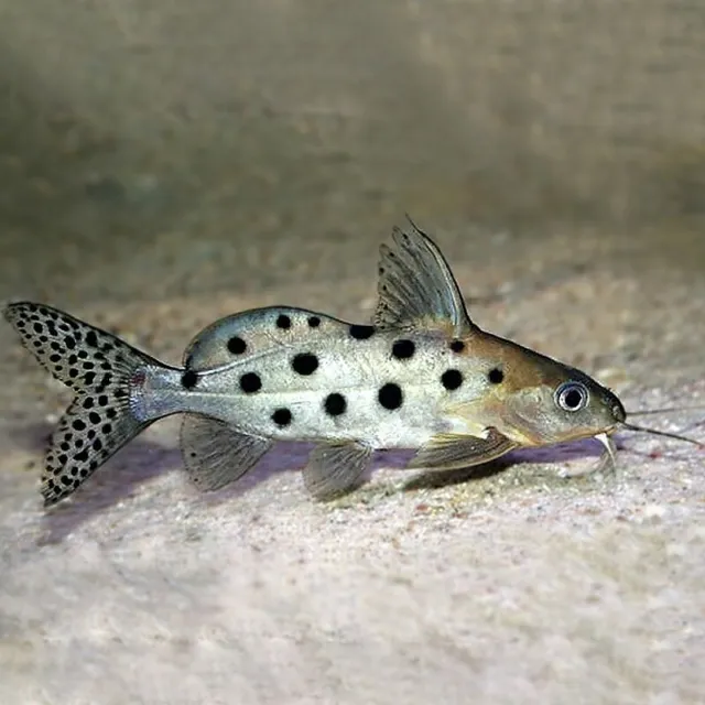 Ocellated Synodontis | Synodontis Ocellifer | African Catfish