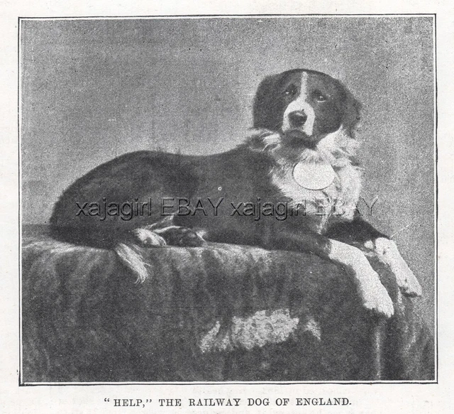 Dog Border Collie Railroad Dog on London & Brighton Railway 1890s Antique Print