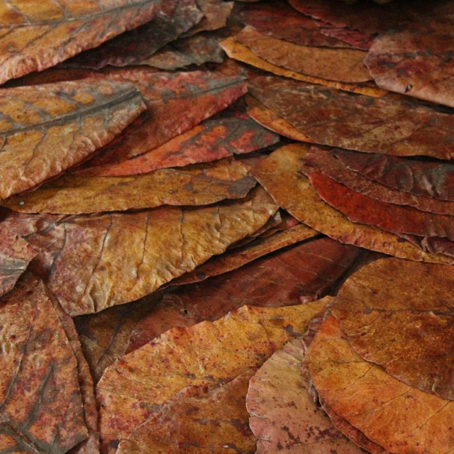 100g Indian Almond Leaves A+ Catappa Ketapang Leaf Shrimp Betta Fish Aquarium Ca