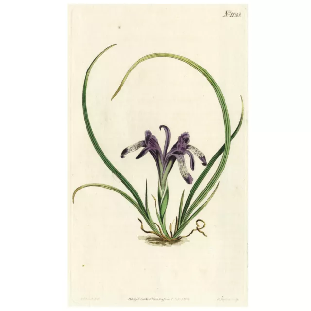 Rare 1803 Curtis Hand-Colored Engraving No. 1123 IRIS RUTHENICA, PIGMY FLAG IRIS