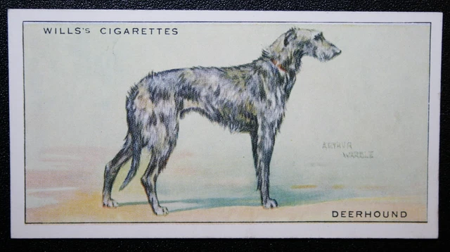 SCOTTISH DEERHOUND   Vintage 1930's Card SC23