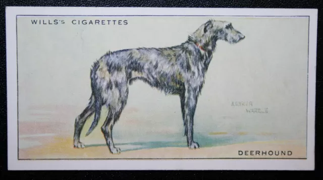 SCOTTISH DEERHOUND  Vintage Illustrated Card OC18