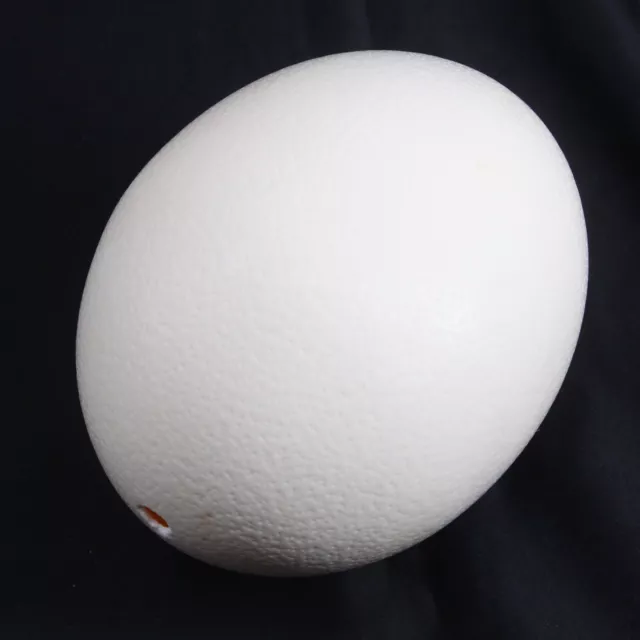 Huevo genuino soplado de avestruz 5,4"" de diámetro 6,5"" de largo 17"" decoración artesanal circular