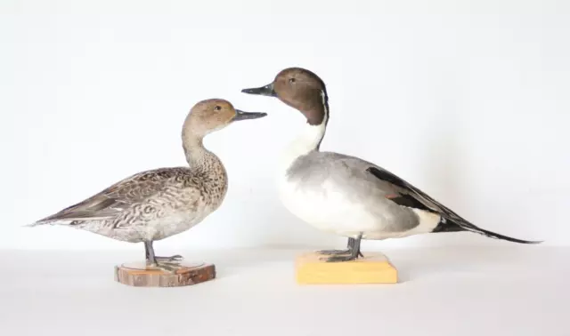 Taxidermy-hunting-chasse-präparat- Northern Pintail (M/F) with permit