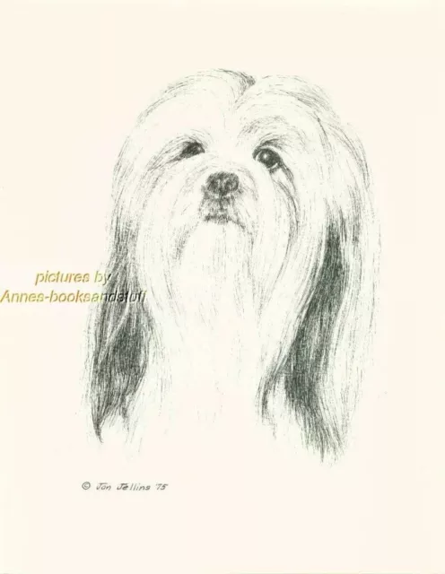 #43 LHASA APSO   porttrait *  dog art print * Pen and ink drawing * Jan Jellins