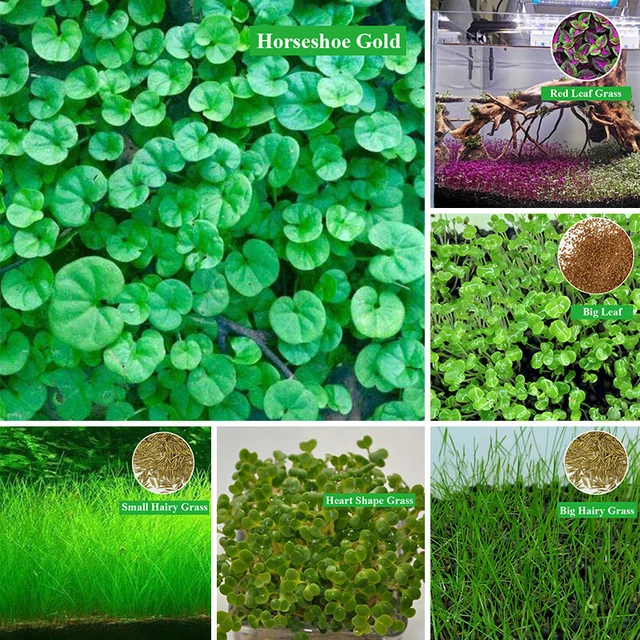 10g / Bolsa Acuario Planta Semillas Pez Tanque Agua Hierba Primer plano Einfa #T