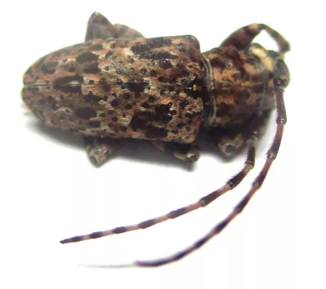 Q015 GNE | CL : Cerambycidae: Clyzomedus annularis? 12mm*******************