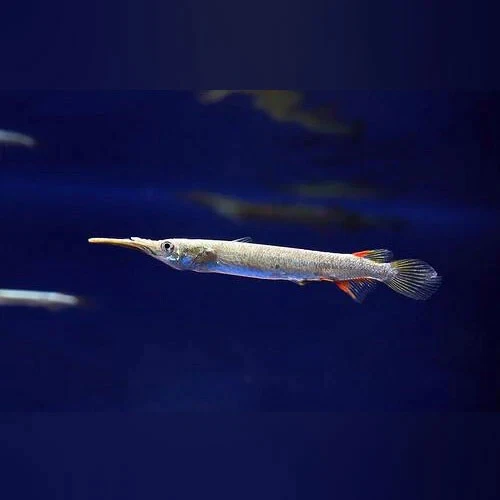 1 Live Platinum Half Beak Premium Freshwater Tropical Fish High Quality Grade A+