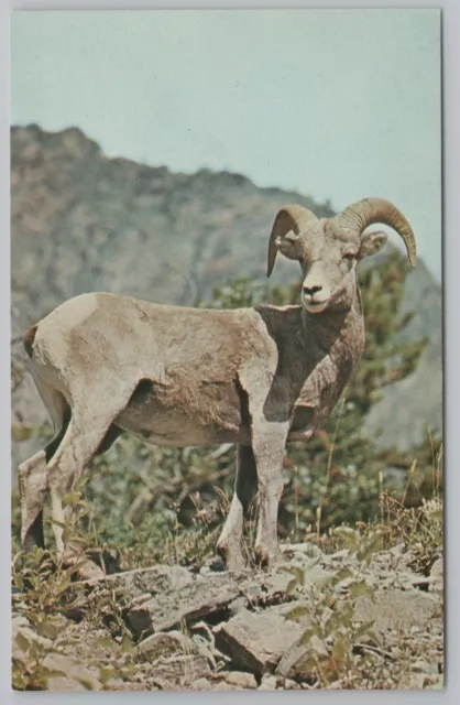 Animal~Bighorn Sheep On Mountain~Vintage Postcard