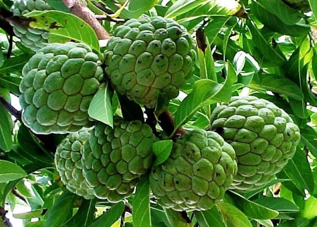 10+ Seeds Organic Sugar Apple Annona Squamosa Tropical Fruit Plant , 2023 Season 10+ Seeds Organic Sugar Apple Annona Squamosa Tropical Fruit Plant , 2023 Season