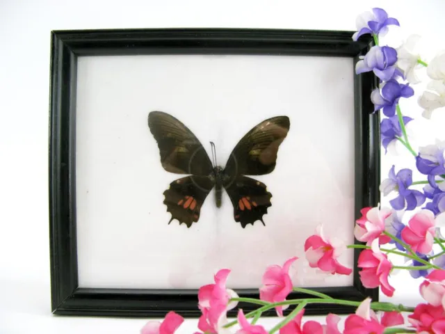 Nice butterfly - beautiful real butterfly prepared - framed- museum quality