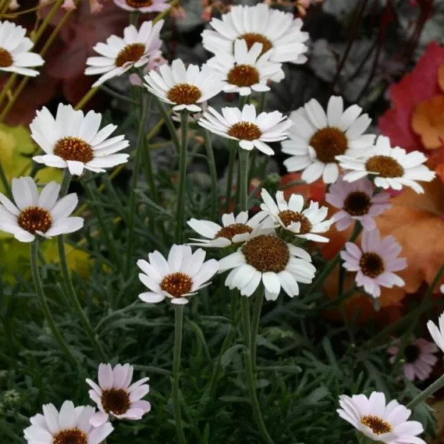 Daisy plug plants rhodanthemum garden white flowers perennial hardy, pack of 3