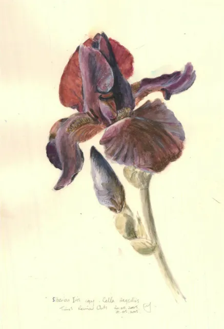 M. Swindlehurst - 2005 Watercolour, Siberian Iris