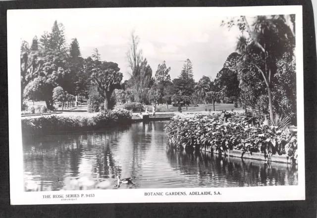 C4594 Australia SA Adelaide Botanic Gardens #9453 vintage Rose Series postcard