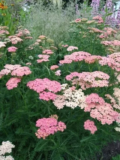 Achillea 'Salmon beauty'  -   1 litre plant