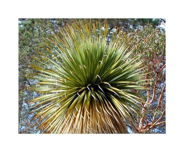 Semi Di Ginestra Spagnola (Spartium Junceum) | 10 Pezzi | Pianta Tossica Ma Decorativa | Per Giardino