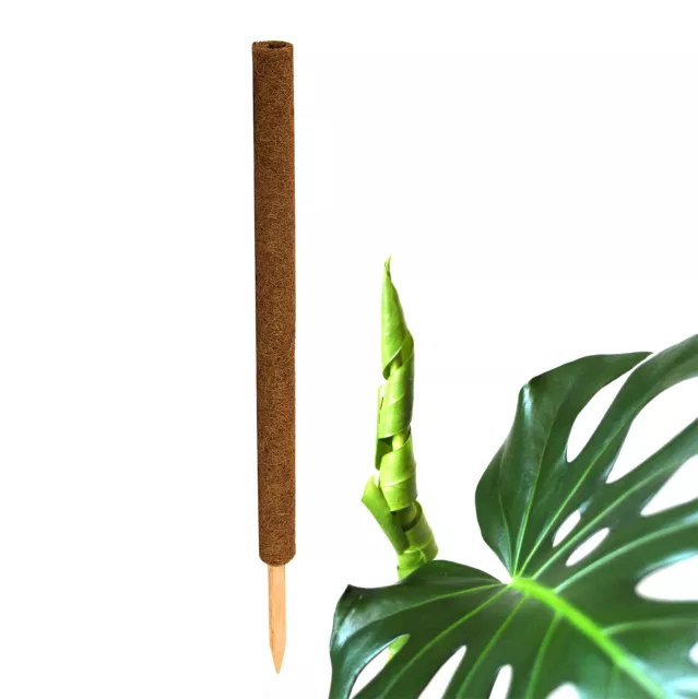 Pflanzstab Kokos Stab für Pflanzen Monstera Rankhilfe Rankstab Kletterhilfe 80cm