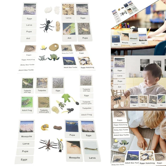 Modello Del Ciclo Di Crescita Degli Insetti Modello Educativo Del Ciclo Di Vita Degli Insetti Per Bambini 0 4