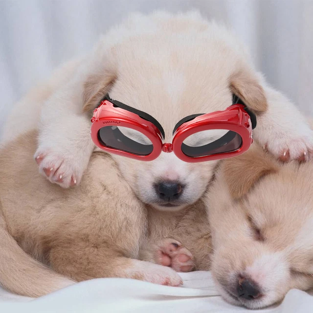 Pet Sunglasses Dog Eye Folding Sunglasses The Dog