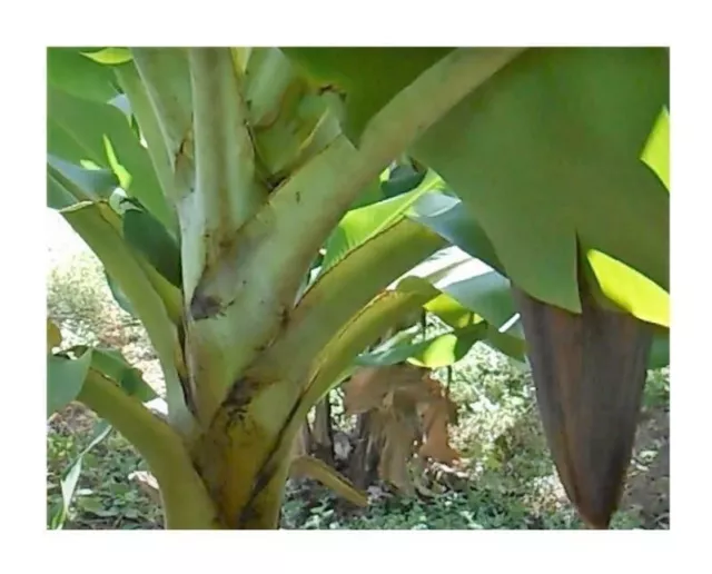 10x Musa (Bananier) Balbisiana Japonaise Banane Fruits Plantes - Graines B1803