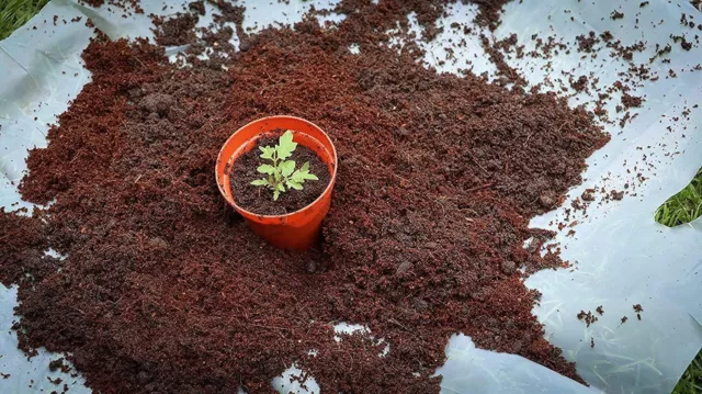Coco Bricks| Organic Coco Peat | Coconut Fibre Reptile Friendly| Planting Soil 2
