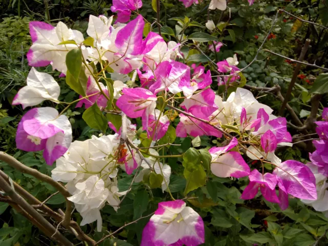 BOUGAINVILLEA BEGGUM SIKKANDER     lot de 2 pieds